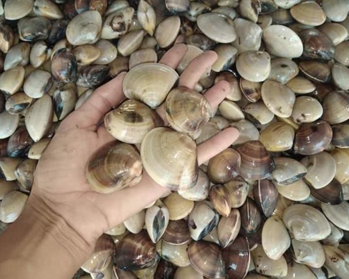 Profile อาหารทะเล มดเอ็ดเอย หอยสดๆ0624943231